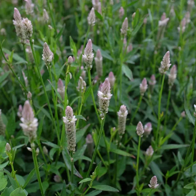 la-bo-te-graines-c-losie-xantippe-bio-graines-fleurs image 1