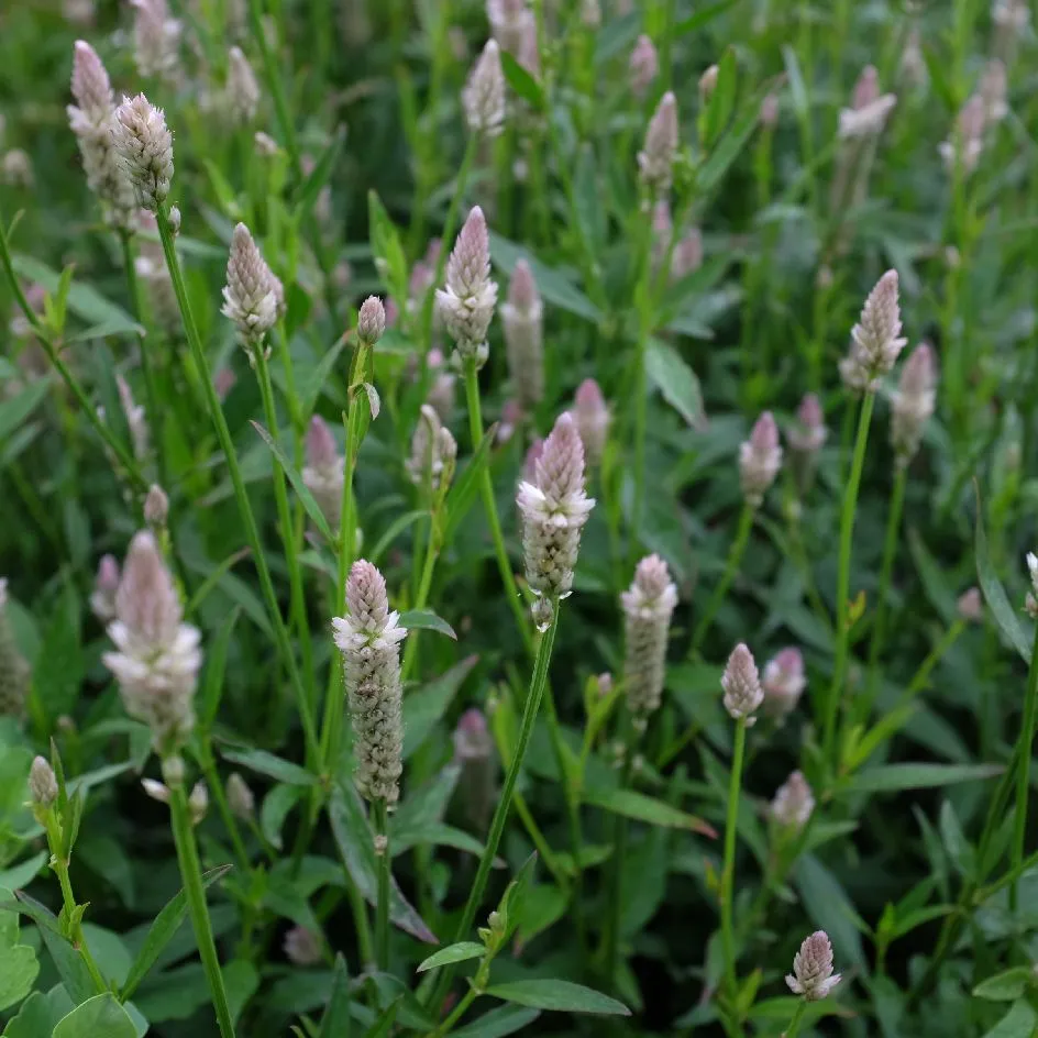 la-bo-te-graines-c-losie-xantippe-bio-graines-fleurs image 1
