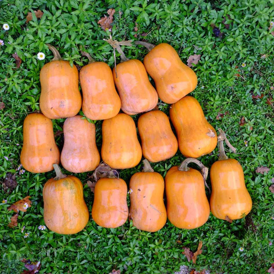 la-bo-te-graines-honeynut-graines-courge-bio-sucr-e image 3