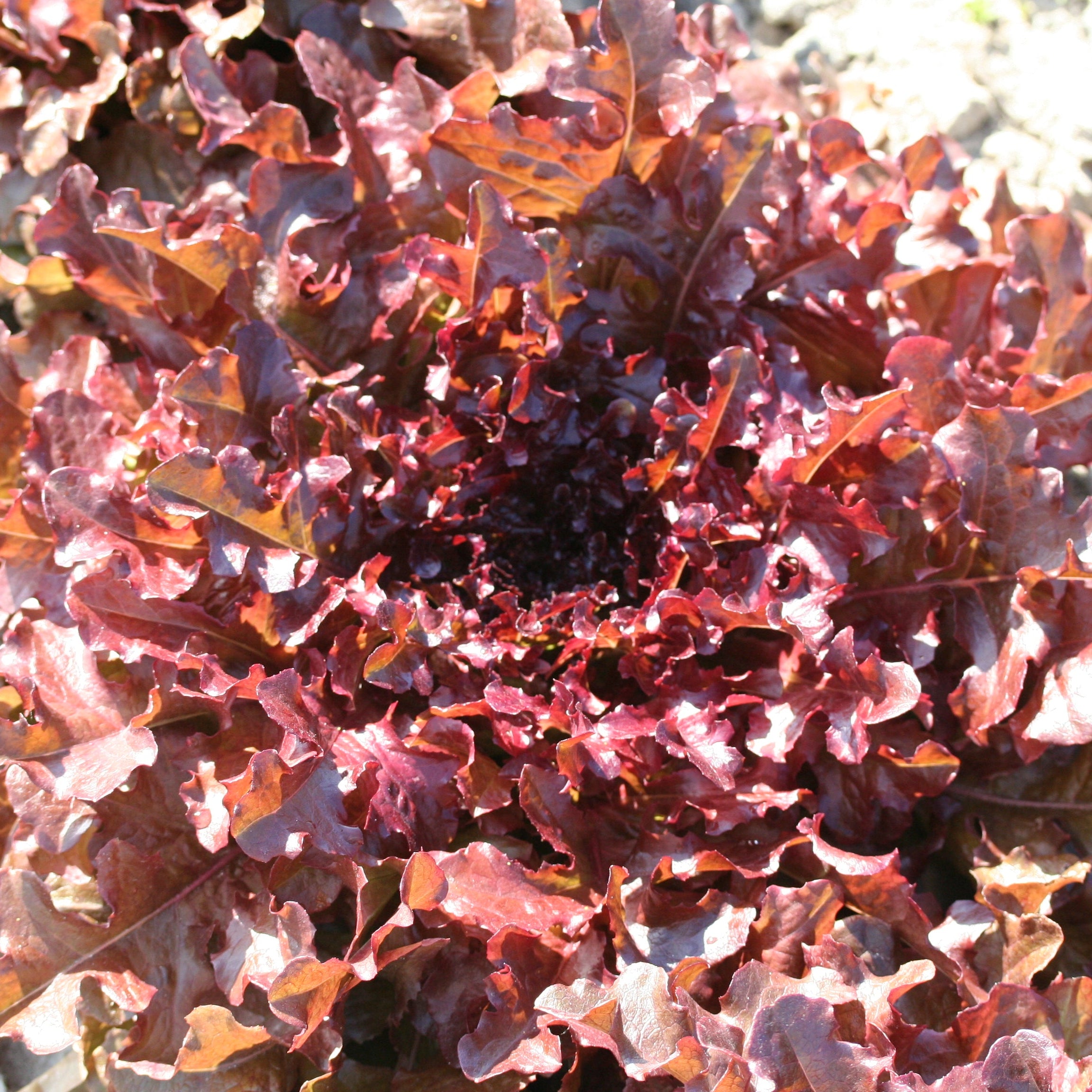 ferme-ste-marthe-red-salad-bowl-graines-laitue-bio image 1