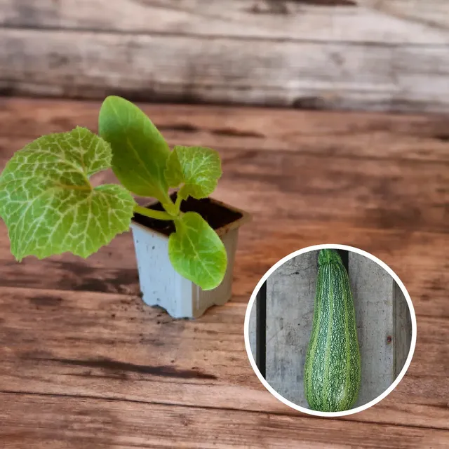 ferme-de-sainte-marthe-grisette-de-provence-plant-courgette-bio-pr-coce image 1
