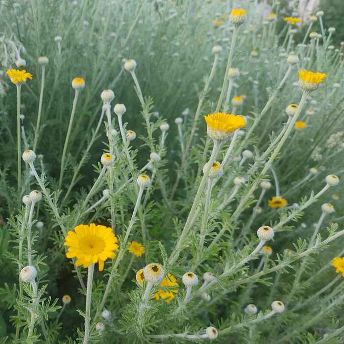 les-semences-de-l-ombelle-anth-mis-teinturiers-graines-bio-jaune image 2