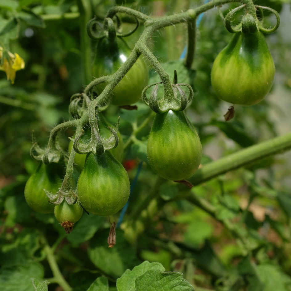 la-bo-te-graines-graines-l-gumes-tomate-poire-rouge-bio image 4