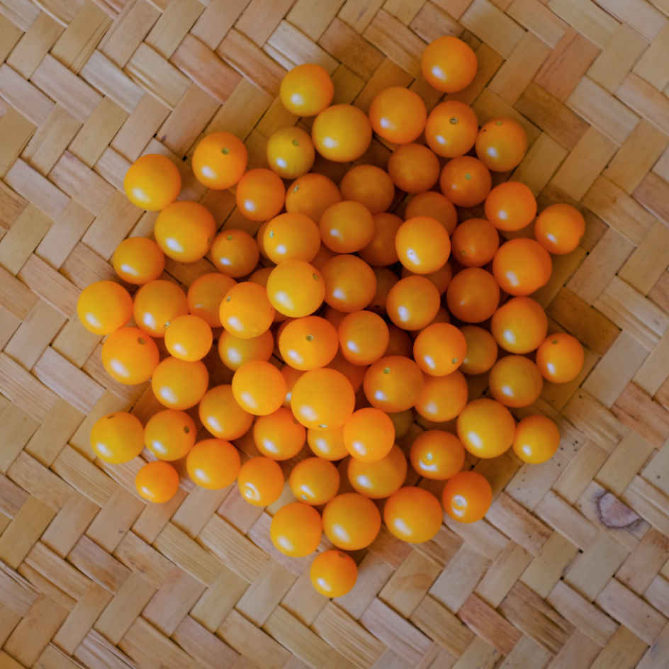 la-bo-te-graines-tomate-groseille-yellow-currant-bio-graines-jaune image 5