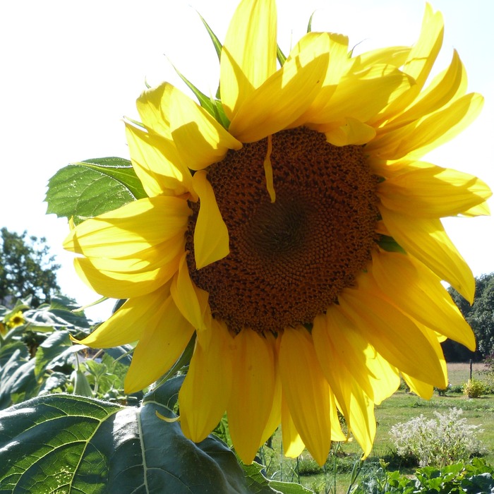 les-semences-de-l-ombelle-tournesol-fleur-jaune-bio-graines-fleurs image 2
