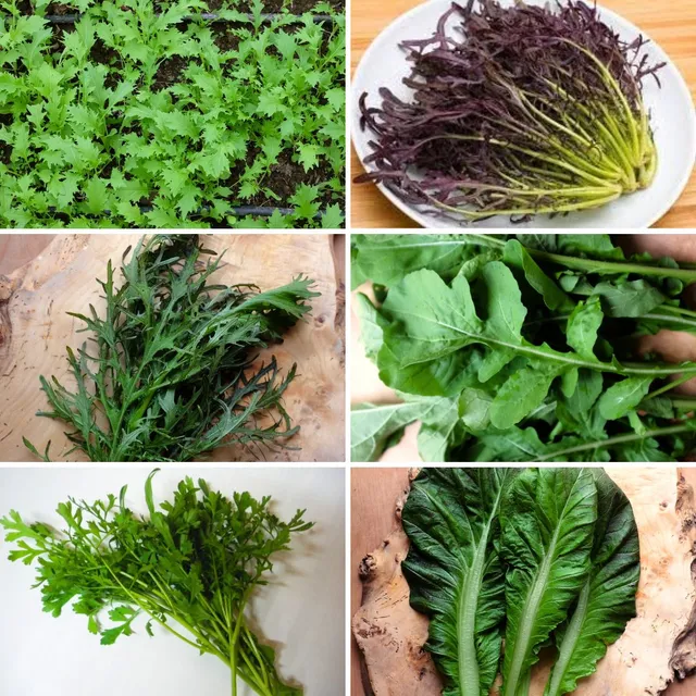 la-bo-te-graines-m-lange-mesclun-bio-graines-salade-poivr-e image 1