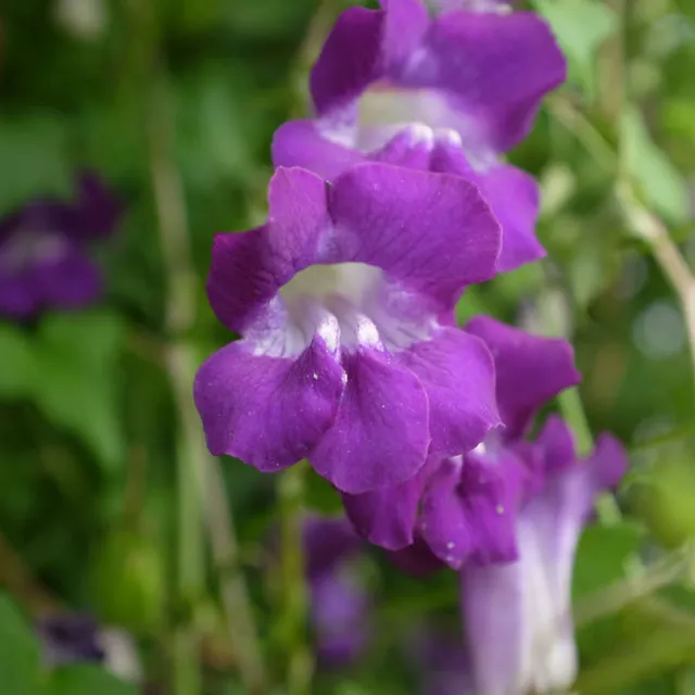 la-bo-te-graines-asarine-violette-graines-fleurs-bio-grimpante image 1