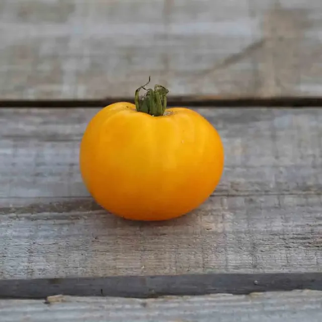 ferme-de-sainte-marthe-tomate-golden-jubilee-graines-jaune-bio image 1