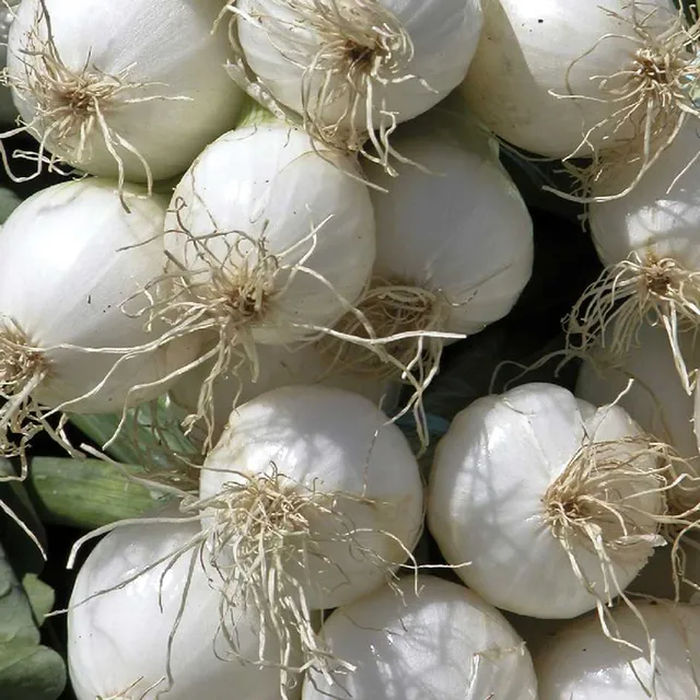 la-bo-te-graines-blanc-musona-graines-oignon-bio-doux image 1
