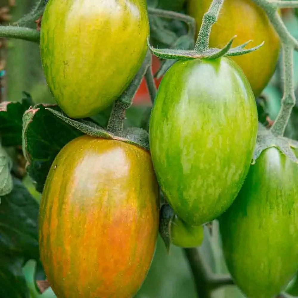 ferme-de-sainte-marthe-lucky-tiger-graines-de-tomate-cerise-bio image 1
