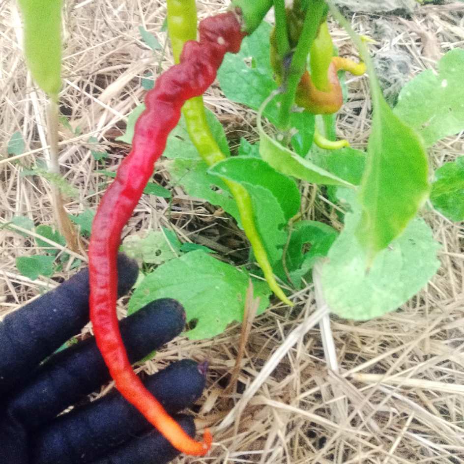la-bo-te-graines-poivron-python-graines-bio-long-rouge image 1