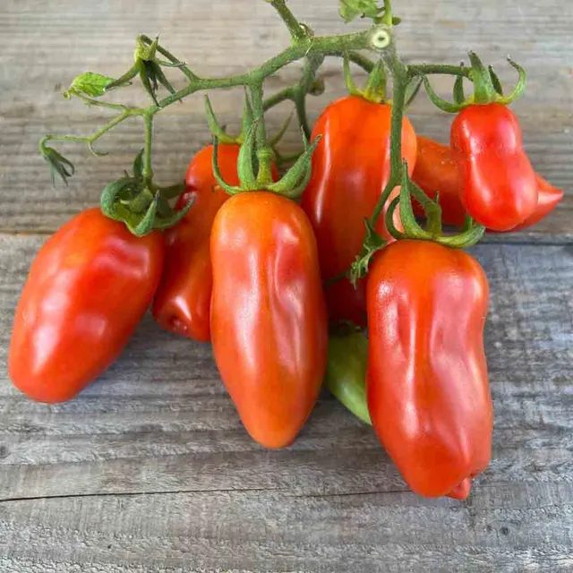 ferme-de-sainte-marthe-san-marzano-2-tomate-graines-bio-sauce image 1