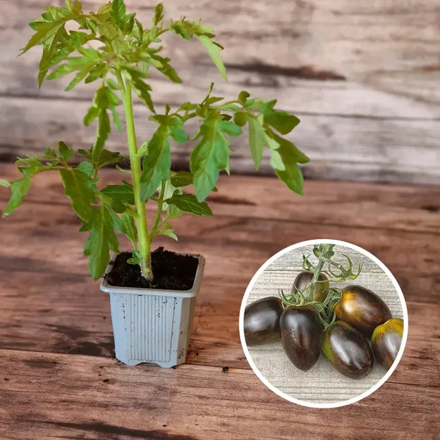 ferme-de-sainte-marthe-brad-s-atomic-plant-tomate-bio image 1