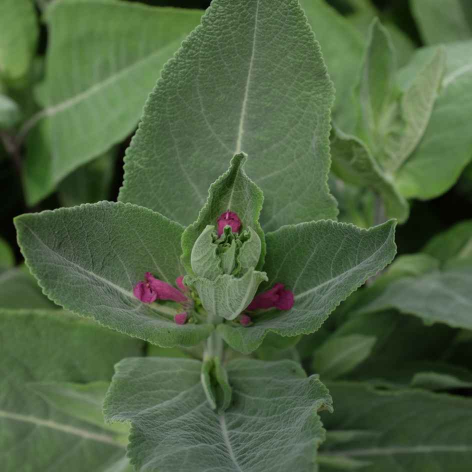 la-bo-te-graines-lepechinia-hastata-bio-graines-fleurs-vivace image 4
