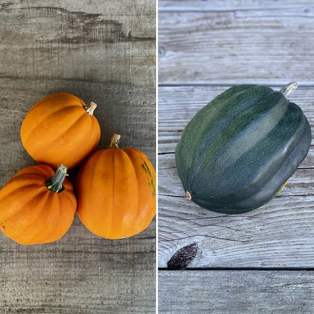 ferme-de-sainte-marthe-courges-en-m-lange-graines-bio-four image 1