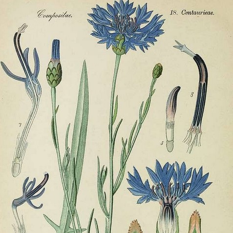 la-bo-te-graines-bleuet-m-lange-bio-graines-fleurs image 3