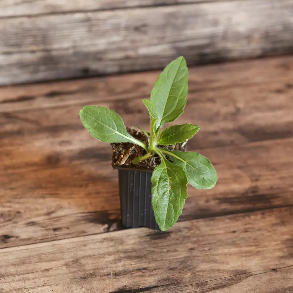 ferme-de-sainte-marthe-h-lianti-plant-potager-vivace-bio-ab image 1