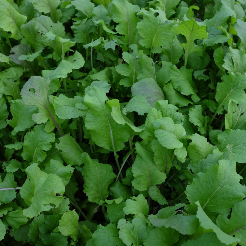 la-bo-te-graines-mizuna-vibrant-ultraviolet-graines-bio-mesclun image 3