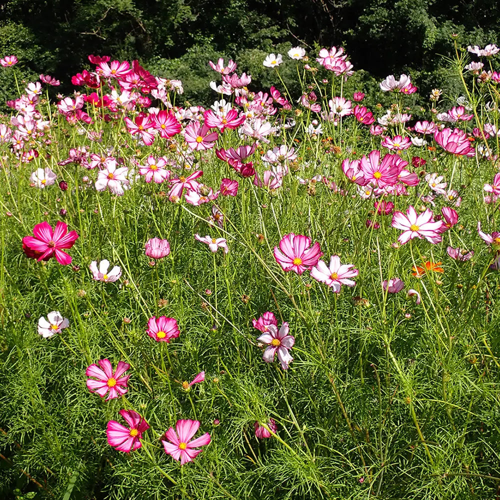 ferme-de-sainte-marthe-cosmos-sensation-picot-e-graines-rose image 1