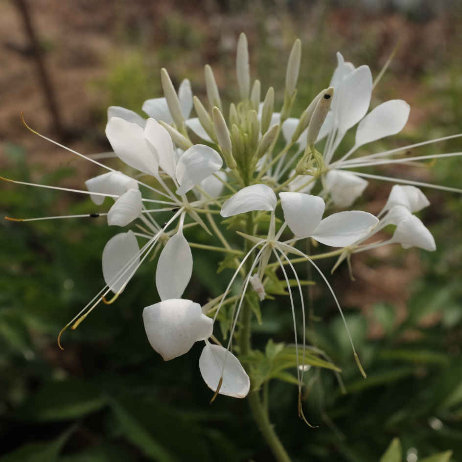 la-bo-te-graines-cleome-helen-campbell-bio-graines-blanche image 2