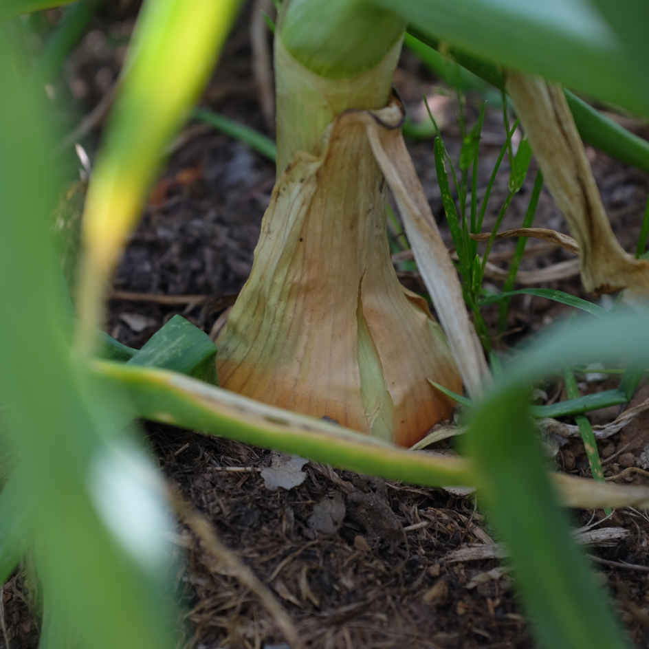 la-bo-te-graines-graines-l-gumes-oignon-blanc-de-lisbonne-bio image 3