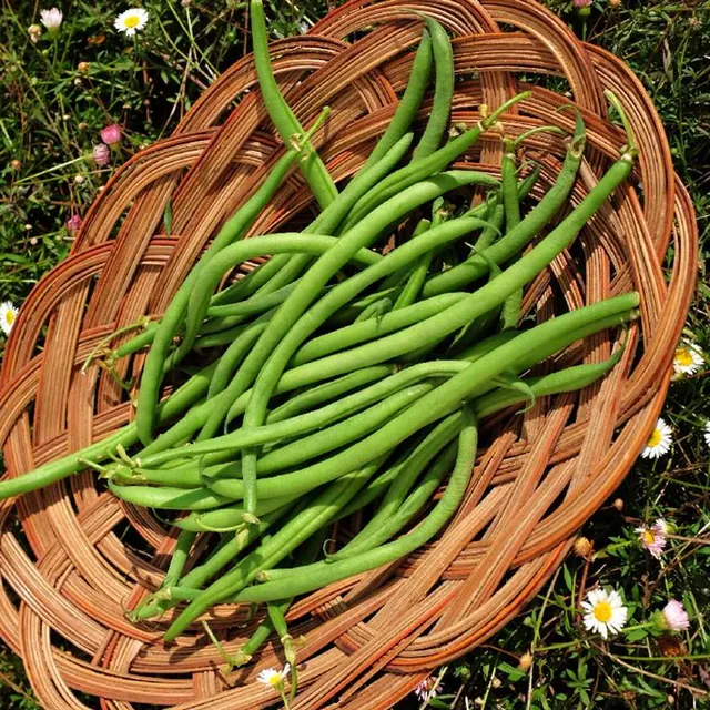 la-bo-te-graines-haricot-calima-bio-graines-l-gumes image 1