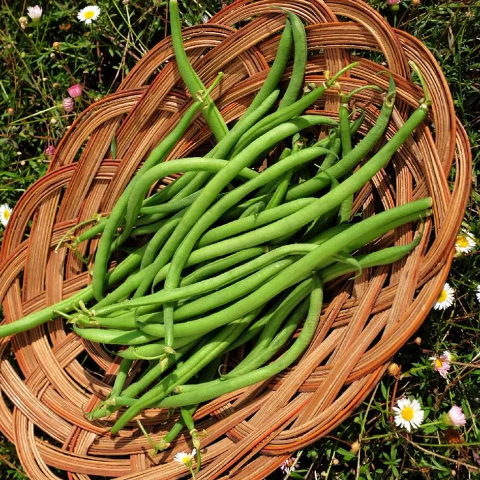 la-bo-te-graines-haricot-calima-bio-graines-l-gumes image 1