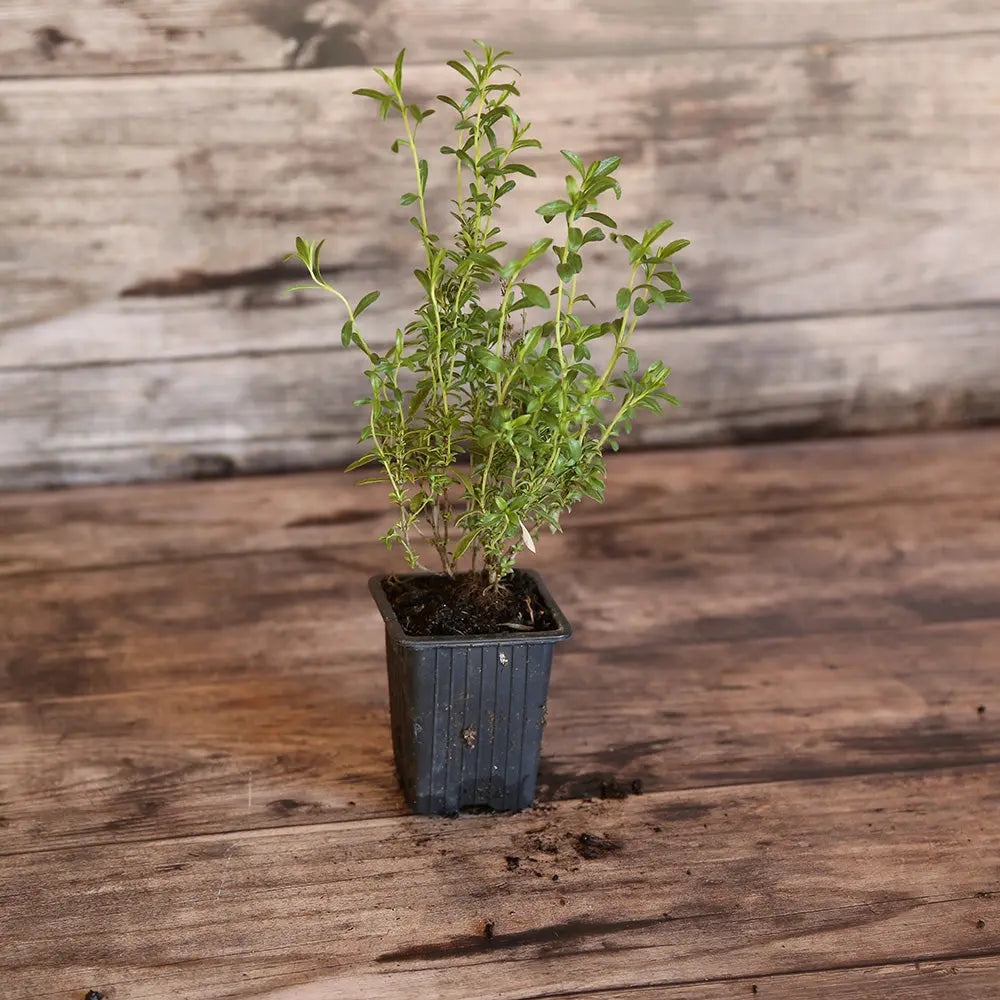 ferme-de-sainte-marthe-sarriette-plant-bio-vivace-montagne image 1