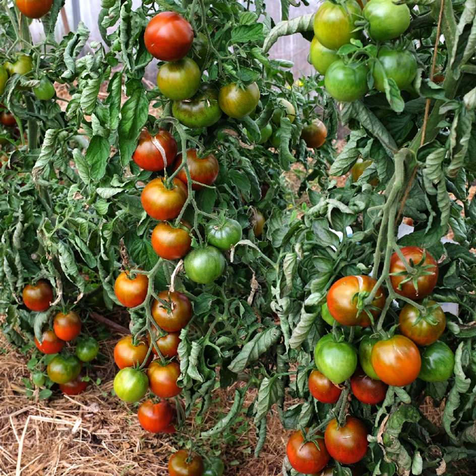 la-bo-te-graines-tomate-black-prince-graines-bio-mi-saison image 2