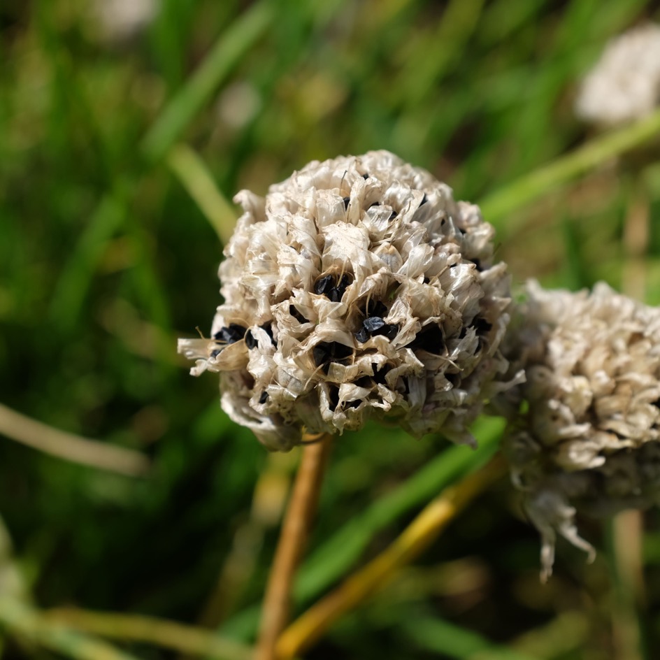 la-bo-te-graines-graines-aromatiques-ciboulette-bio-vivace image 3
