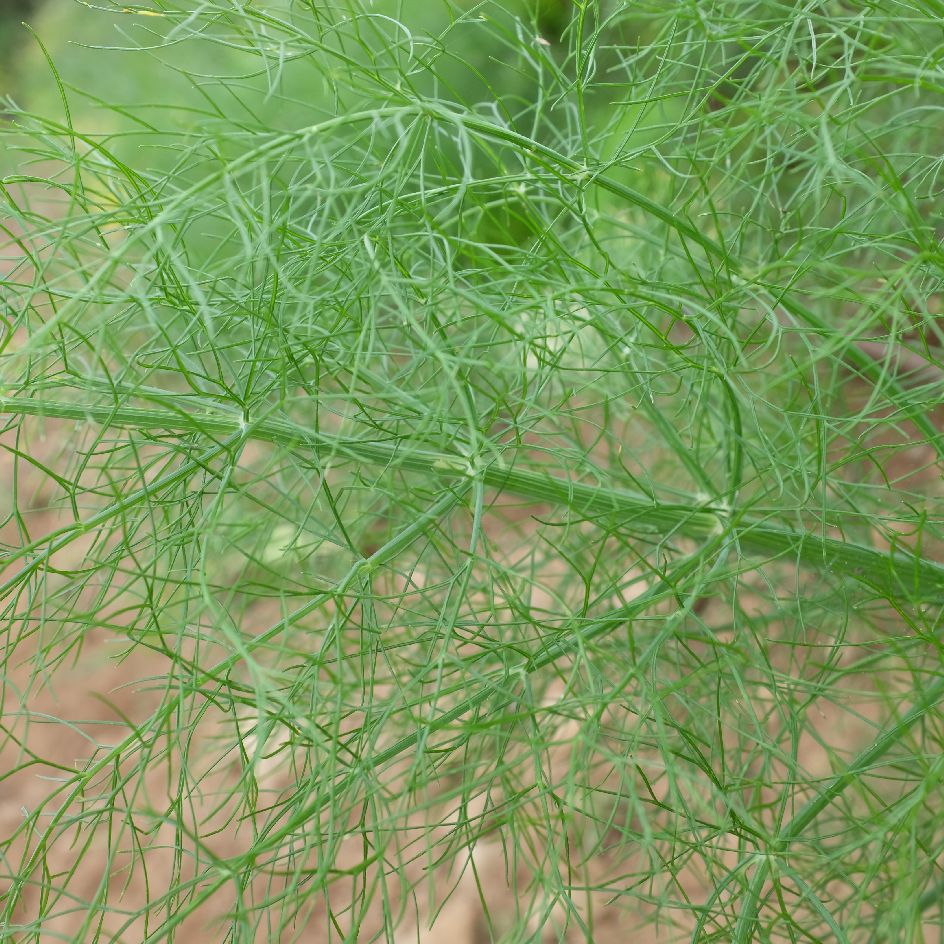 la-bo-te-graines-fenouil-zefa-fino-graines-l-gumes-bio image 2