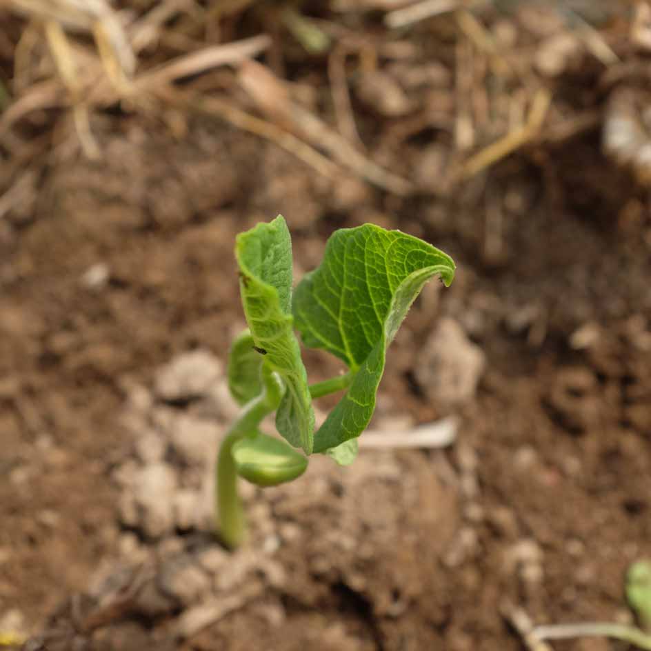la-bo-te-graines-graines-l-gumes-haricot-saint-sacrement-bio-graines image 4