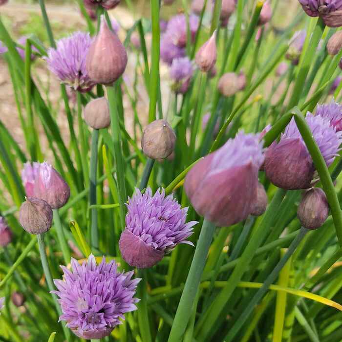 les-semences-de-l-ombelle-ciboulette-commune-bio-graines-aromatiques image 2