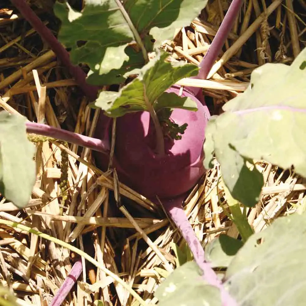 ferme-de-sainte-marthe-graines-potag-res-chou-rave-purple-vienna-bio-violet image 1