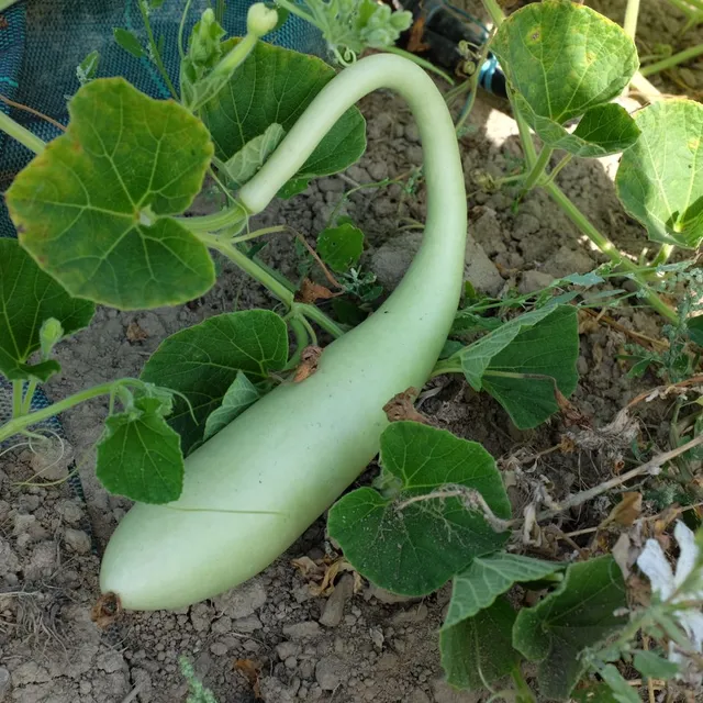 la-bo-te-graines-gourde-penis-shield-graines-fleurs-bio-allong-e image 1