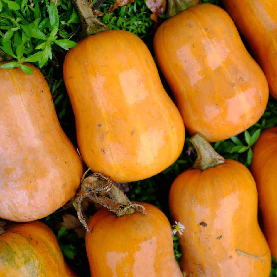 la-bo-te-graines-honeynut-graines-courge-bio-sucr-e image 2