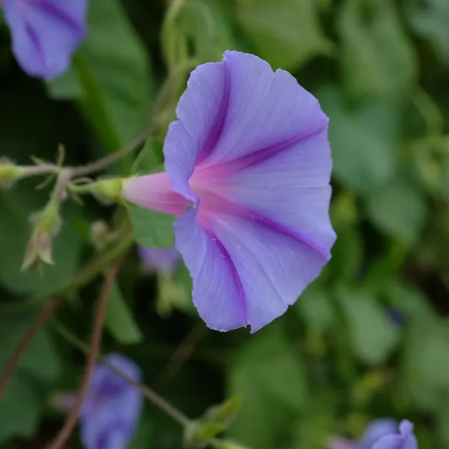 la-bo-te-graines-ipom-e-blue-star-graines-fleurs-bio-bleue image 1
