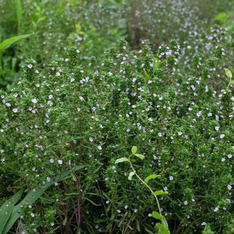 la-bo-te-graines-sarriette-annuelle-graines-aromatiques-bio image 1