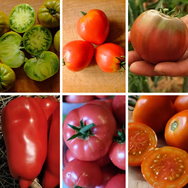 la-bo-te-graines-m-lange-couleur-au-jardin-graines-tomates-bio image 1