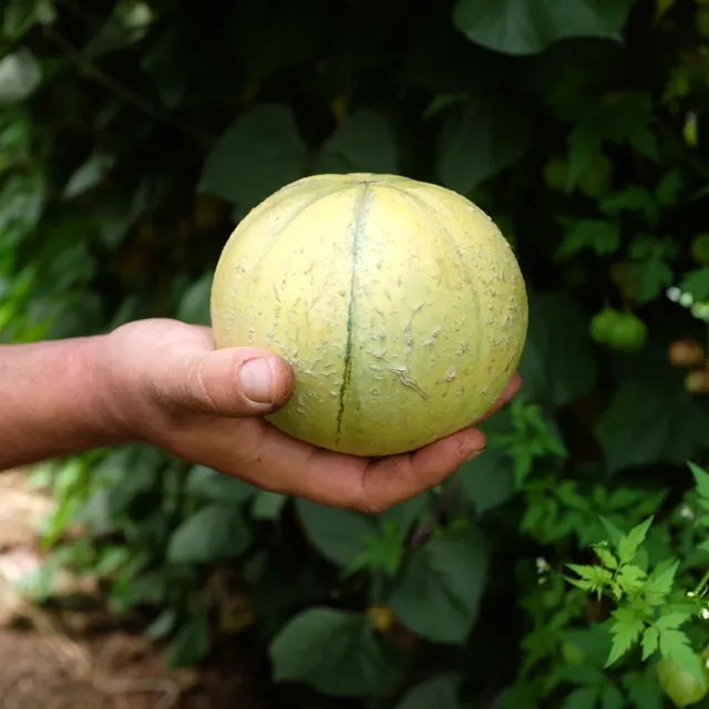 la-bo-te-graines-melon-cantaloup-charentais-bio-graines-sucr-es image 1