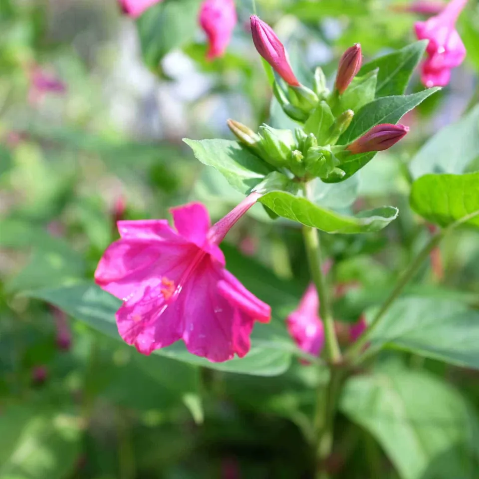 la-bo-te-graines-graines-fleurs-belle-de-nuit-rose-bio-graines-fleurs-roses image 1