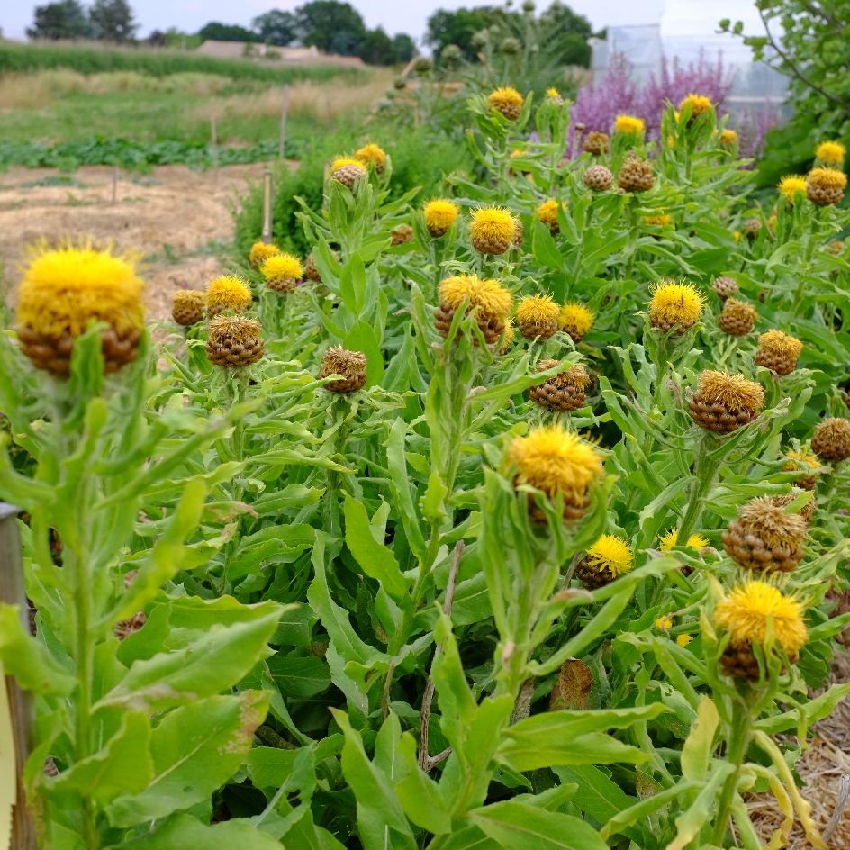 la-bo-te-graines-centaur-e-grosse-t-te-graines-fleurs-bio-mellif-re image 2