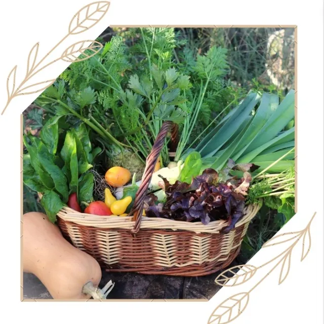 les-semences-de-l-ombelle-aubergine-longue-violette-naples-graines-bio image 1