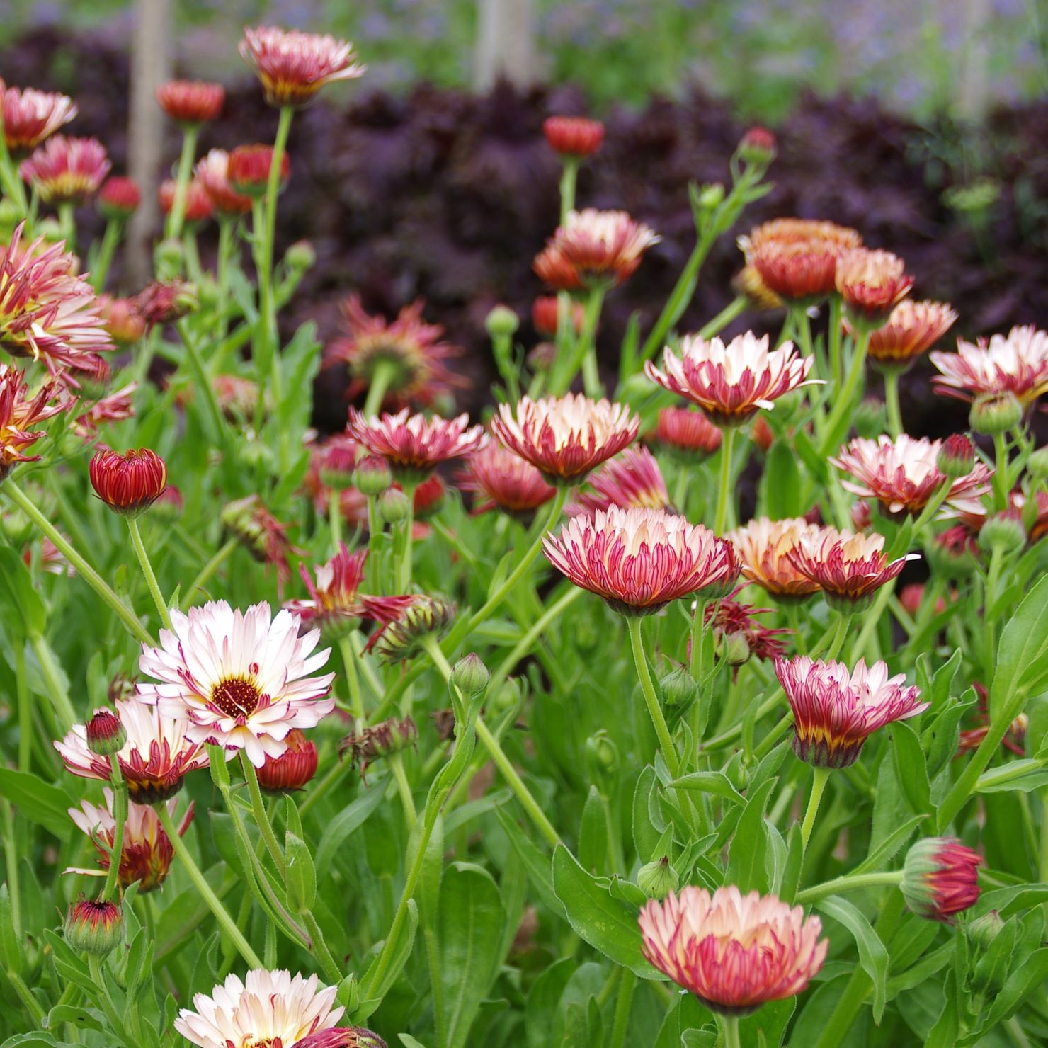 les-semences-de-l-ombelle-souci-strawberry-blond-graines-bio-rose image 2