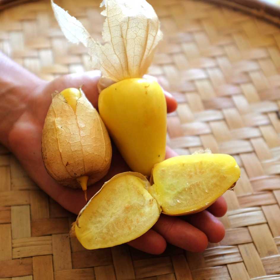 la-bo-te-graines-physalis-queen-of-malinalco-graines-bio image 2
