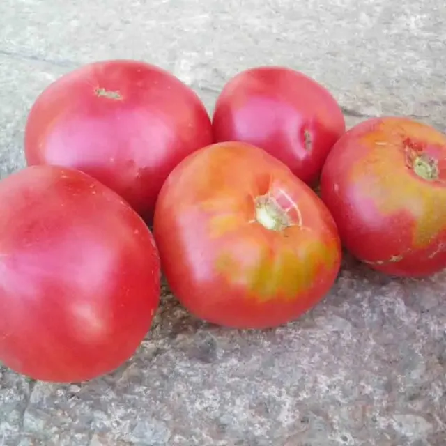 ferme-de-sainte-marthe-gregory-alta-graines-tomate-bio image 1