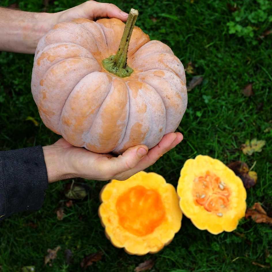 la-bo-te-graines-courge-kikuza-bio-graines-l-gumes image 2
