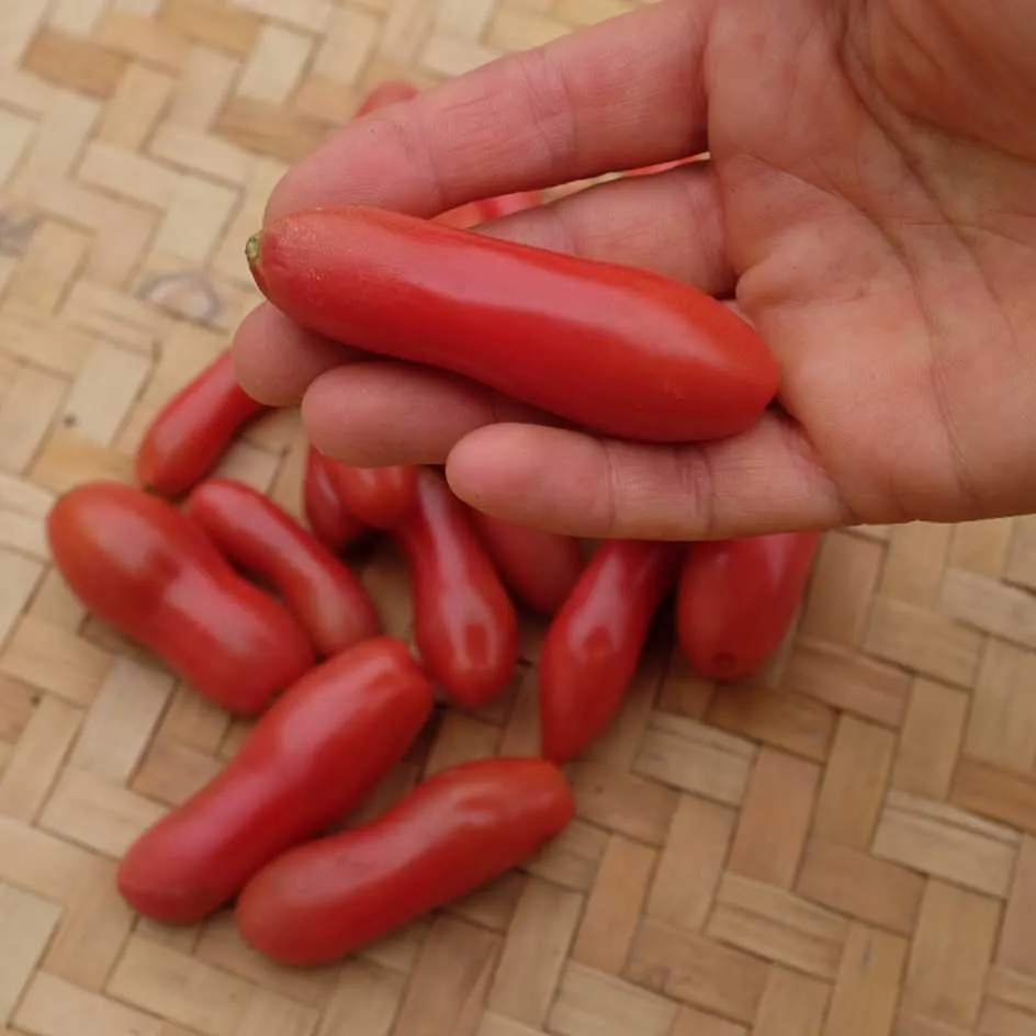 la-bo-te-graines-coucougnette-de-vend-e-graines-tomate-bio image 1