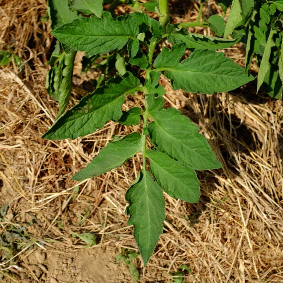 la-bo-te-graines-tomate-de-barao-black-bio-graines-salade image 3
