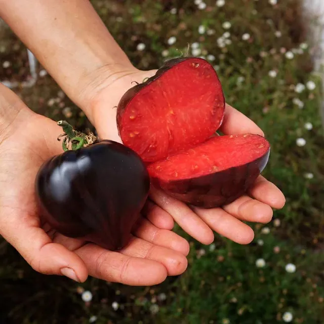 la-bo-te-graines-tomate-c-ur-de-b-uf-bleu-bio-graines-mi-saison image 1